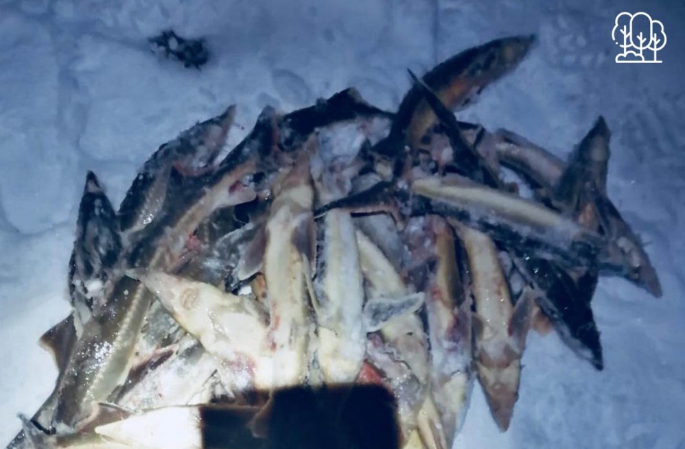 Зимняя рыбалка обошлась нижегородцу более чем в 132 тысячи рублей 